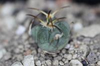 Echinocactus horizonthalonius PD 90